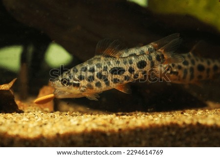 Rare and beautiful characin tetra Leporinus strawberry from Amazon river eating pellet food