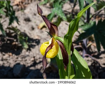 Rare Orchids Hd Stock Images Shutterstock