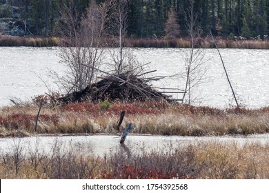 Rare Beaver Dam (Nest) In Wood Buffalo National Park, Canada