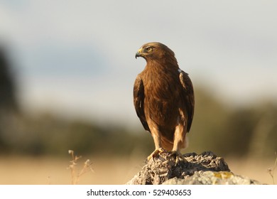Rare birds - small eagles - Bonelli's eagle  and Booted eagle 