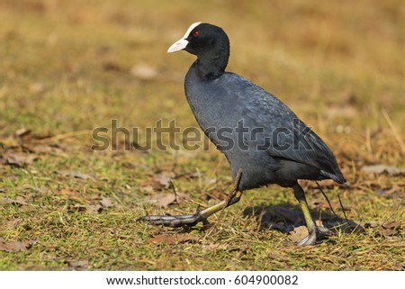 rare black bird walking on the ground,spring, migratory birds, birds, forest, lake mood