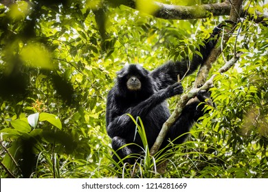 5,476 Black gibbons Images, Stock Photos & Vectors | Shutterstock