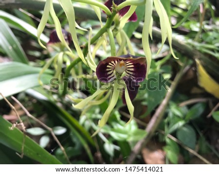 Rare Black Orchid National Flower of Belize, also commonly referred to as the Cockleshell or Clamshell Orchid.