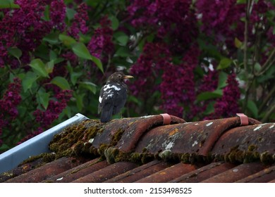 Rare Blackbird With Leucism, Lack Of Pigmentation.