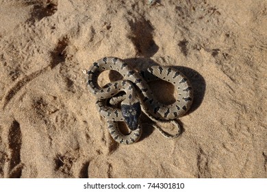 52 Spotted whip snake Images, Stock Photos & Vectors | Shutterstock