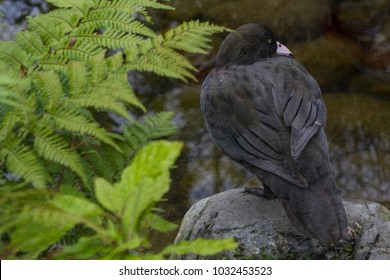 Rare Blue Duck, New Zealand Native
