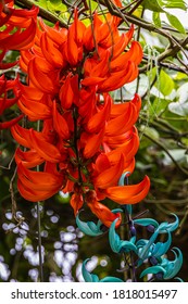 Eine seltene bläulich hängende tropische Blume, der Jade Vine oder Strongylodon Makrobotrys. Nahaufnahme einer Tayabak-Blume im Regenwald Südostasiens. Das hellgrüne Blattwerk besteht aus drei Blättern.