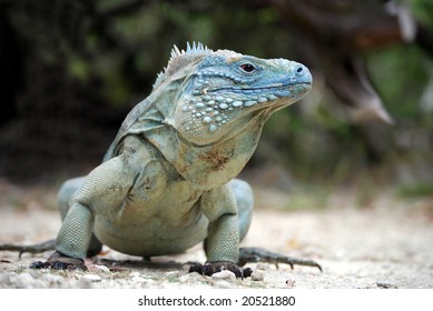 Rare Blue Iguana, Also Known As Grand Cayman Iguana (Cyclura Lewisi), Shot In The Wild On The Island Of Grand Cayman