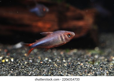 rare tetra fish