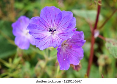 Rare Blue/purple Himalayan Flower Geranium Pratense (Geranium Wallichianum, Ratanjot, Kaphlya, Laljar). Monsoon In Valley Of Flowers National Park, A Unesco World Heritage Site In Uttarkhand, India.
