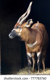 Rare Bongo Antelope