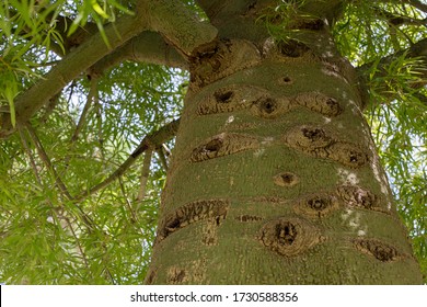 92 Brachychiton rupestris Images, Stock Photos & Vectors | Shutterstock