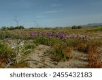 Rare and Breathtaking Desert Lilies (Hesperocallis Undulata) in Full Bloom Across Anza-Borrego Desert. These exquisite flowers blanket the desert landscape