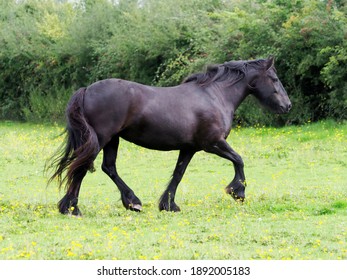 A rare breed Dales pony trots through a summer paddock. - Shutterstock ID 1892005183
