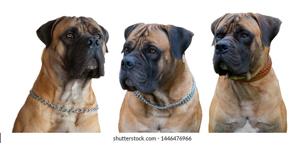 5,401 South african pets Images, Stock Photos & Vectors | Shutterstock