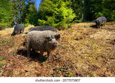 A rare breed of pigs, whose curly wool is similar to sheep and rams - the Mangalitskaya breed, is widespread in Hungary, Spain, England, Great Britain, as well as in some regions of Ukraine.