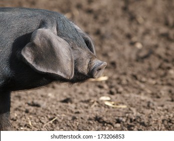 A Rare Breed Suffolk Black Piglet.