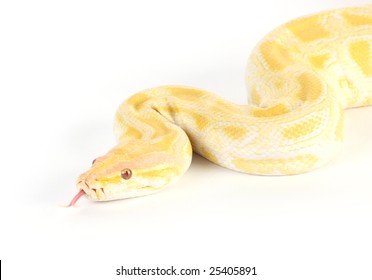 Rare Burmese Albino Python