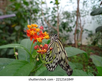 Rare Butterfly Eating A Flower Nectar