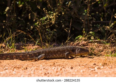 A Rare Caiman Lizard