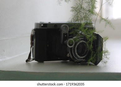 rare camera in composition with a plant