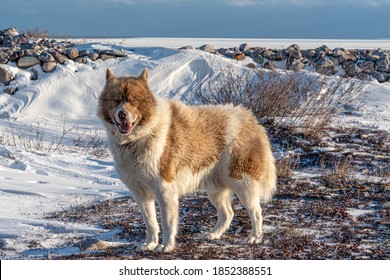 A rare Canadian Eskimo dog seen on the shores of icy Hudson Bay in northern Manitoba, Canada. 