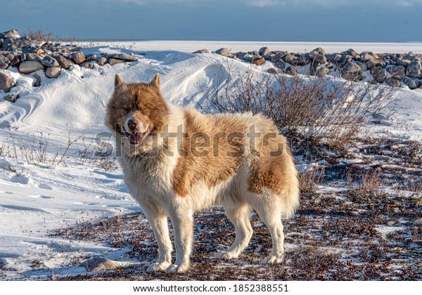 A rare Canadian Eskimo dog\
seen on the shores of icy Hudson Bay in northern Manitoba, Canada.\
