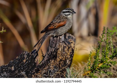 Rare Cape Bunting