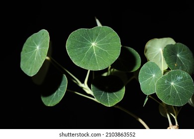 Rare Caudex Plant Stephania Erecta Southeast Stock Photo (Edit Now ...