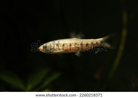 Rare Characin fish Lebiasina species from South America