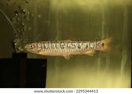 Rare characins fish Lebiasina multimaculata from South America