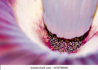 A Rare Closeup View Inside A Corpse Plant Flower In Full Bloom. 