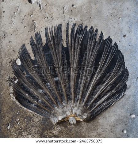 Rare collected fish tails in other provinces like to collect.