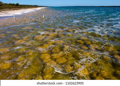 Rare Colony 6 Kilometre Long Thrombolite Stock Photo (Edit Now) 1102624994