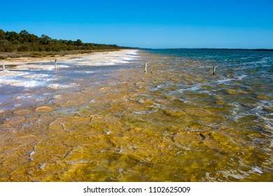 Rare Colony 6 Kilometre Long Thrombolite Stock Photo 1102625009 