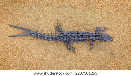Rare condition of The sand lizard which is having a two tails - Lacerta agilis