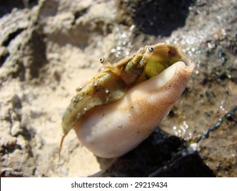 Rare Cone Snail On The Coast Of Cyprus