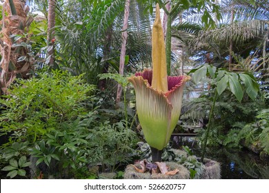 Corpse Flower High Res Stock Images Shutterstock