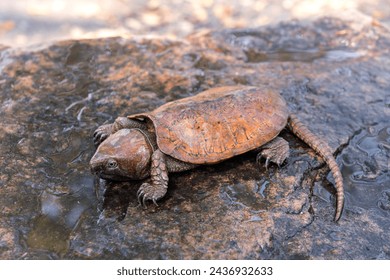 Rare and Critically endangered Poo-Loo Turtle or Big-headed turtle (Platysternon megacephalum) on the rocks in the waterfall stream in its habitat the natural forest of northern Thailand.