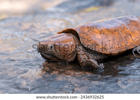 Rare and Critically endangered Poo-Loo Turtle or Big-headed turtle (Platysternon megacephalum) on the rocks in the waterfall stream in its habitat the natural forest of northern Thailand.