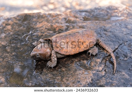 Rare and Critically endangered Poo-Loo Turtle or Big-headed turtle (Platysternon megacephalum) on the rocks in the waterfall stream in its habitat the natural forest of northern Thailand.