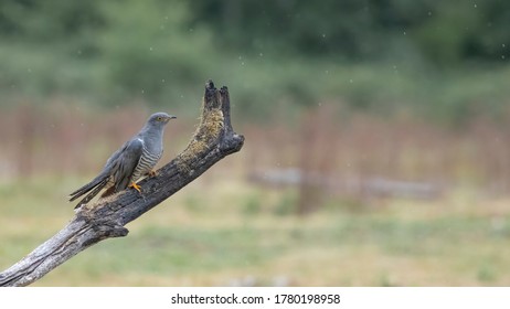 Rare Cuckoo Bird In England In The Rain Drpos