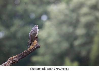 Rare Cuckoo Bird In England In The Rain Drpos