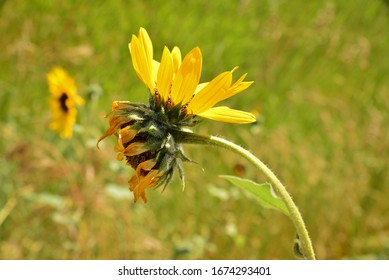 A rare double bloom on a wild sunflower.