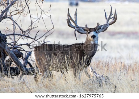 A rare drop tine mule deer buck stands proud on the prairie