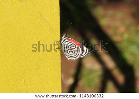 rare eighty eight butterfly 