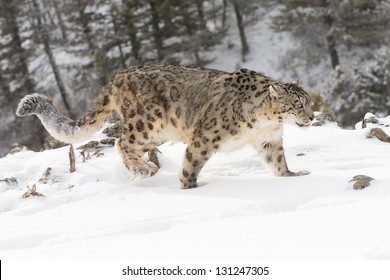 Rare and Elusive Snow Leopard on snow covered hillside