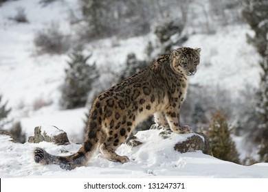 Rare and Elusive Snow Leopard on snow covered hillside
