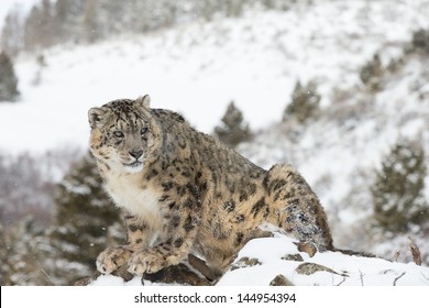 Rare Elusive Snow Leopard in Snow scene