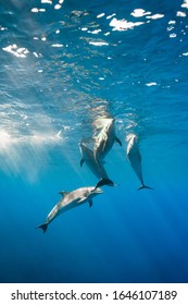 A rare encounter snorkeling with a pod of 5 bottlenose dolphins off the coast of kailua kona, big island, Hawaii. 